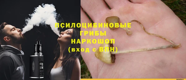 сатива Новозыбков