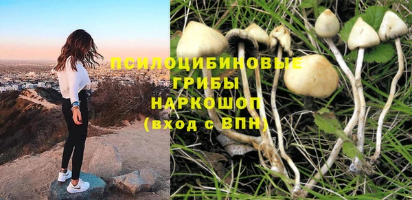 сатива Новозыбков