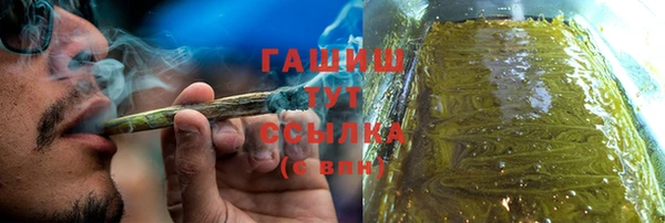 сатива Новозыбков